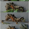nep rivularis larva5 volg26